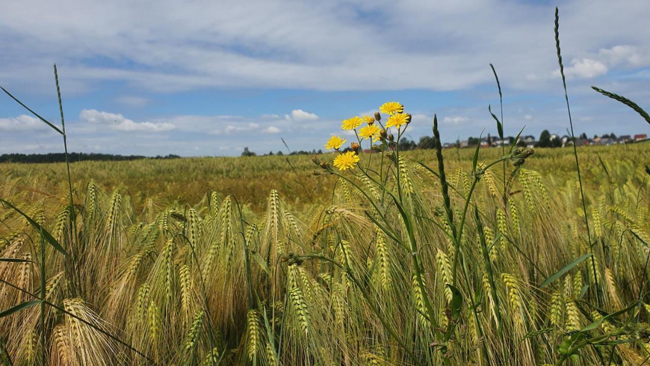 Anni'S Waldblick Daire Burgstadt Dış mekan fotoğraf